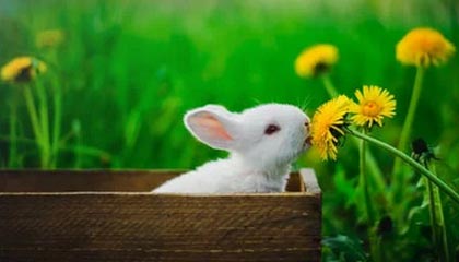 Jiuyou-VALORANT 战队新人表现超预期，valorant比赛规则